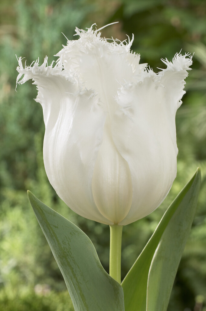 tulip 'Daytona'