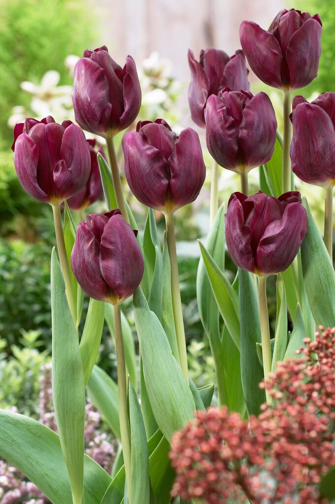 tulip 'Purple Lady'