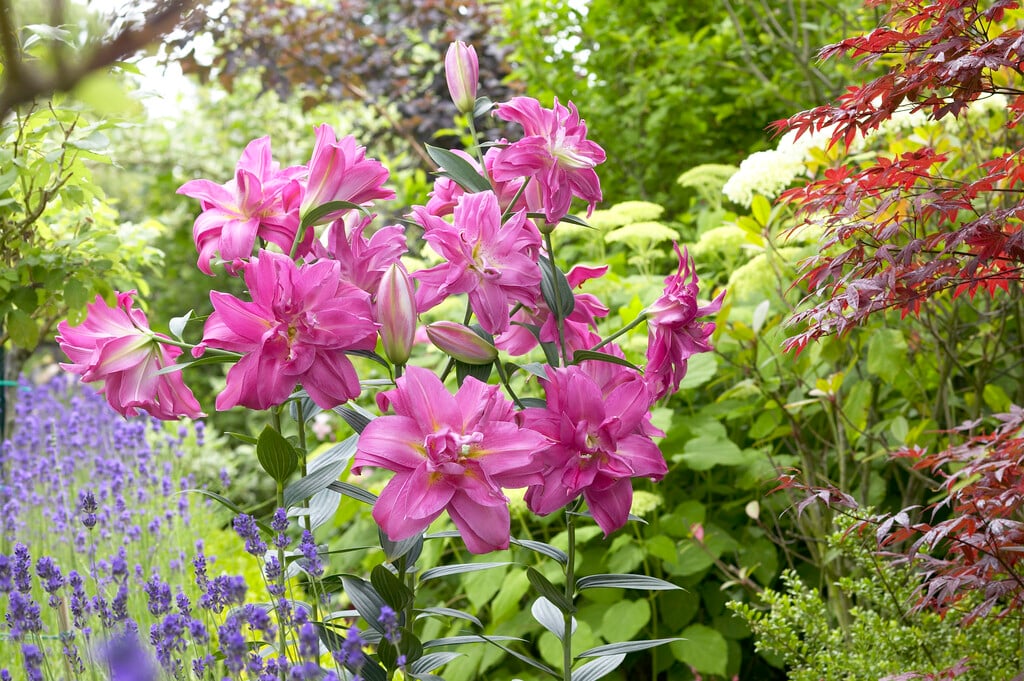 lily 'Double Surprise'
