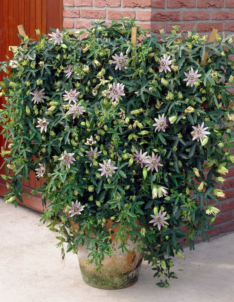 <i>Passiflora</i> 'Star of Clevedon'