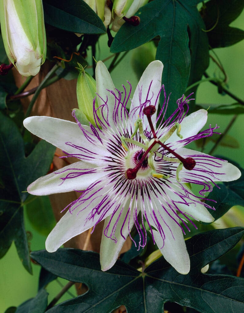 <i>Passiflora</i> 'Star of Clevedon'