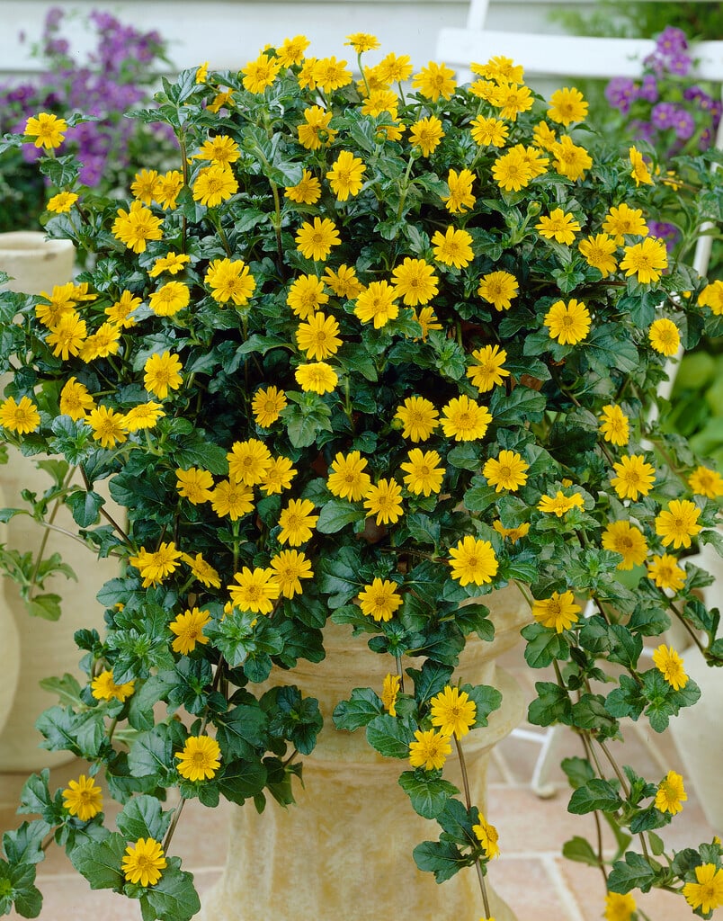 Singapore daisy