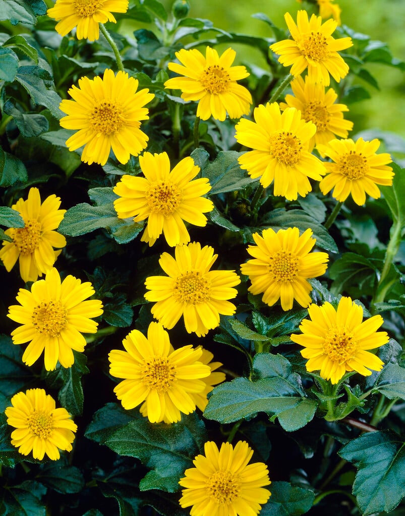 Singapore daisy