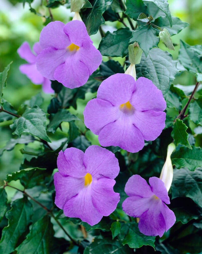 bush clock vine