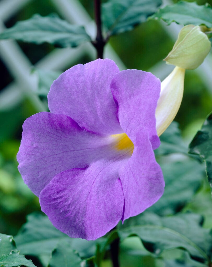 bush clock vine