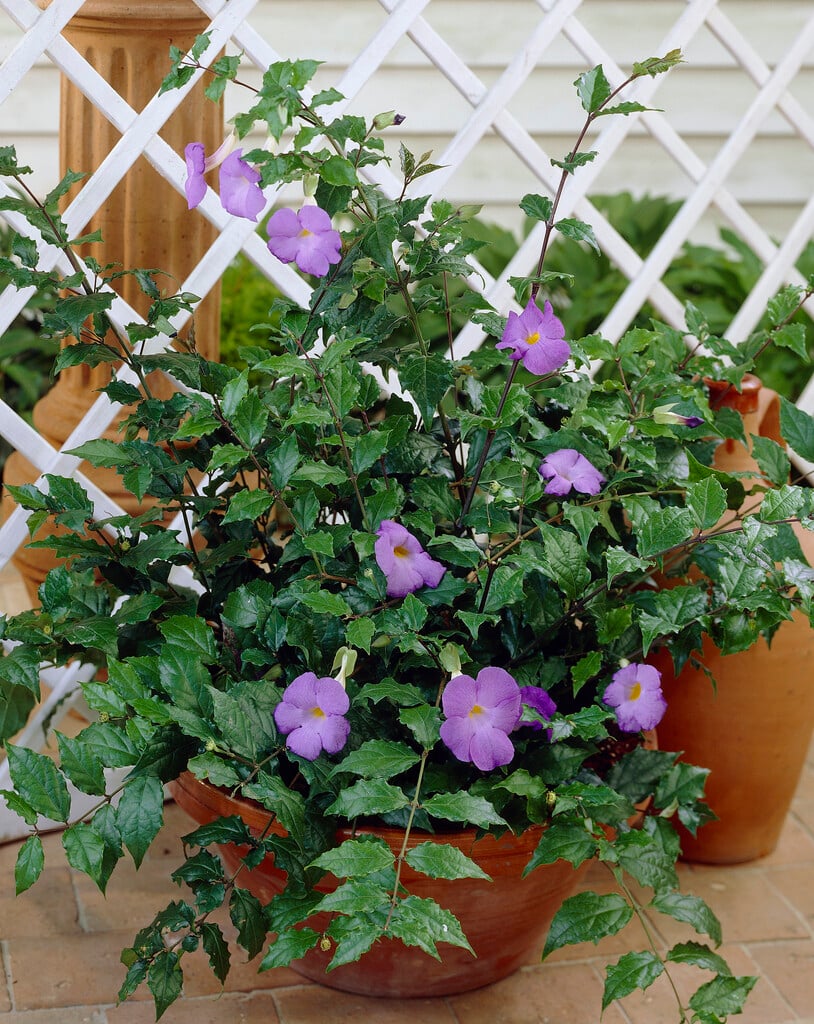 bush clock vine