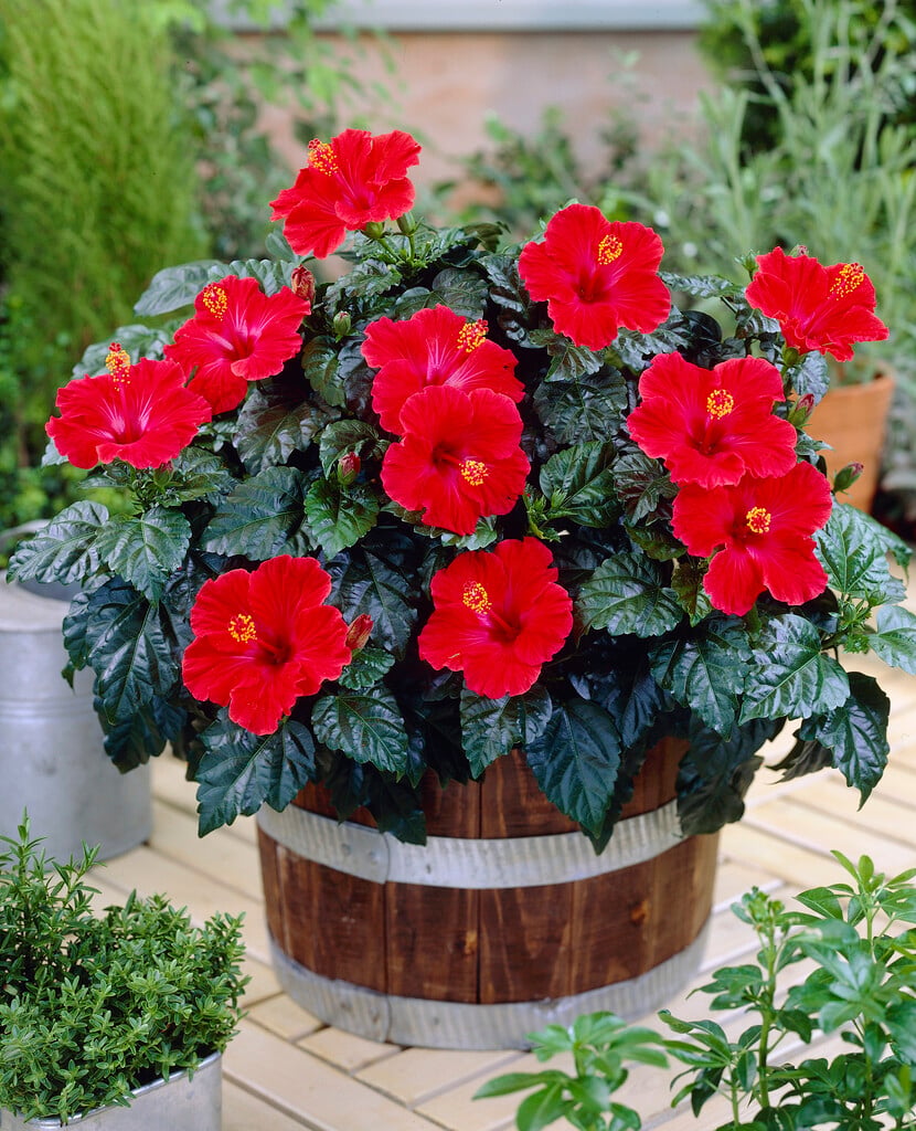 <i>Hibiscus</i> red