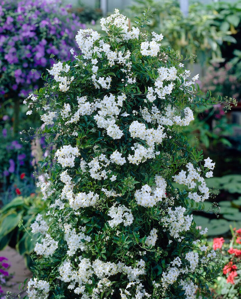potato vine