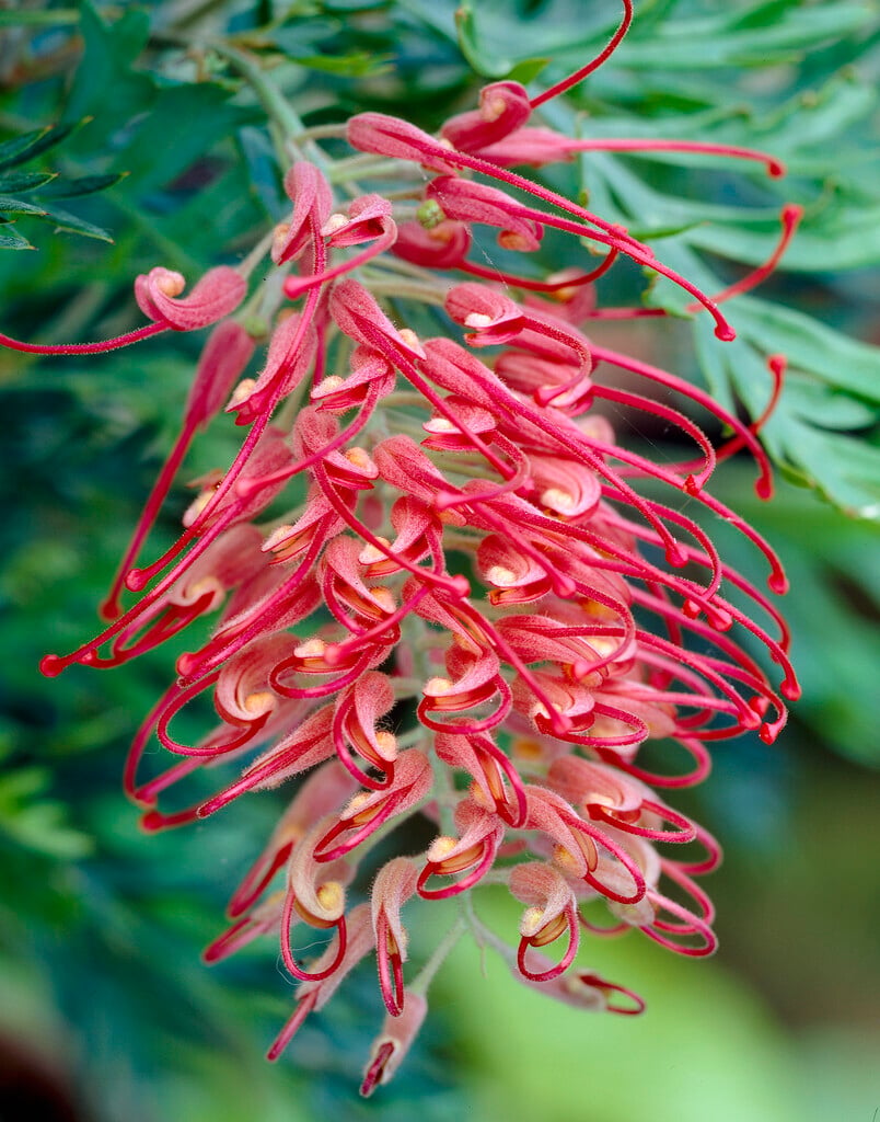 <i>Grevillea</i> 'Robyn Gordon'