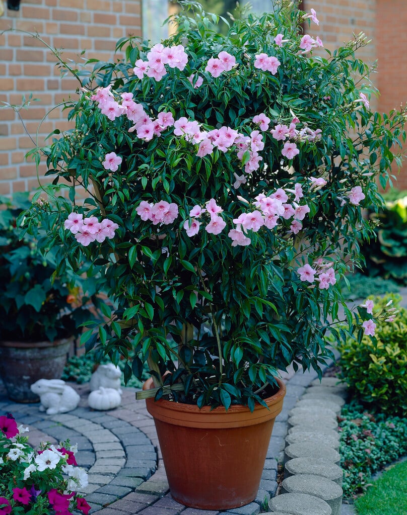 <i>Pandorea</i> <i>jasminoides</i> 'Rosea'