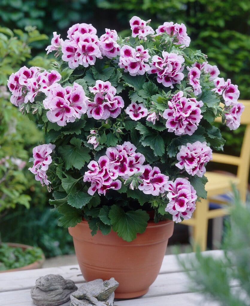geranium 'Regalia Lilac'