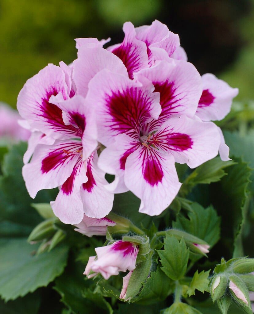 geranium 'Regalia Lilac'