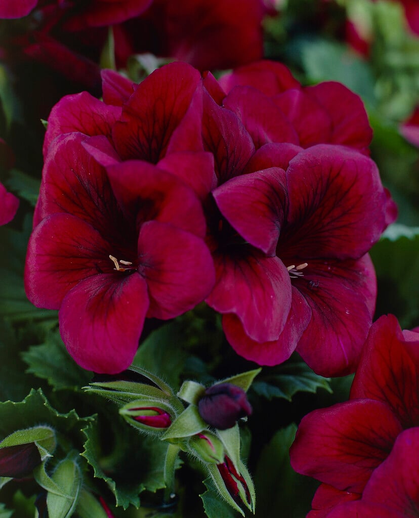geranium 'Regalia Chocolate'