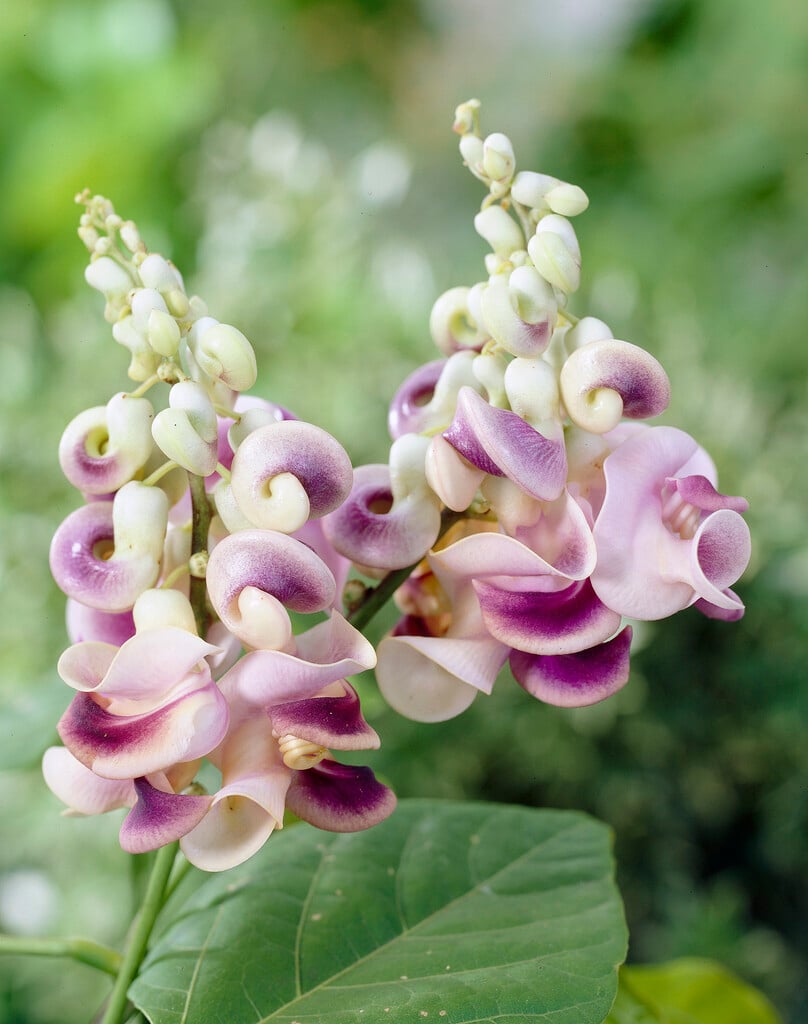 snail vine