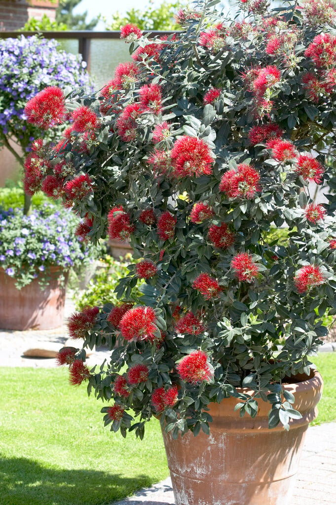 <i>Metrosideros</i> 'Springfire'