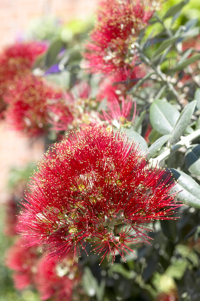 <i>Metrosideros</i> 'Springfire'