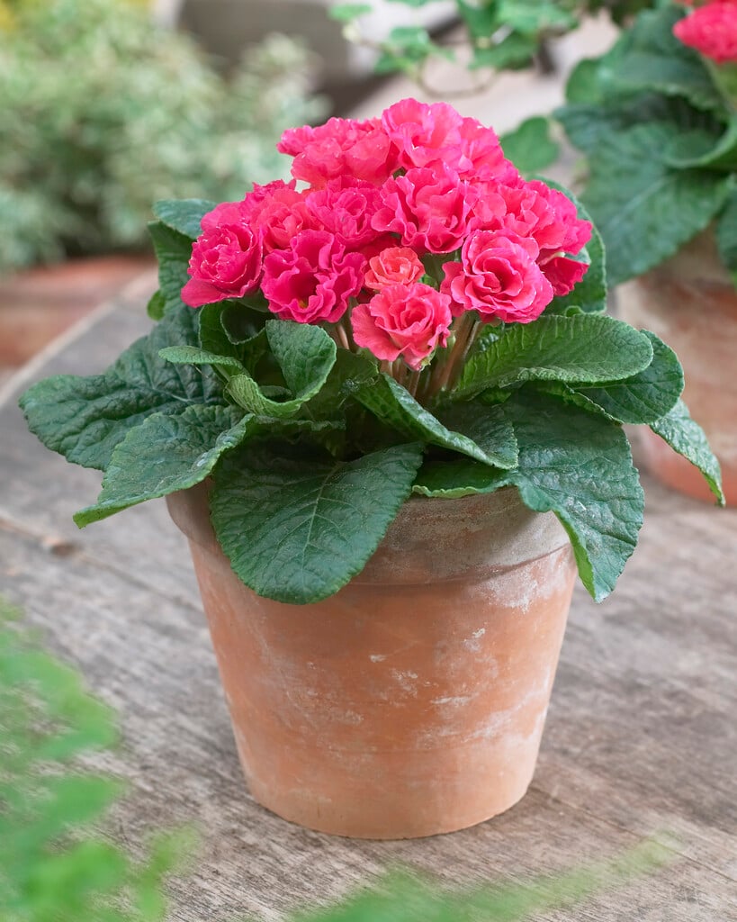 primrose 'Pink'