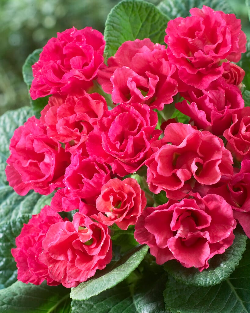 primrose 'Pink'