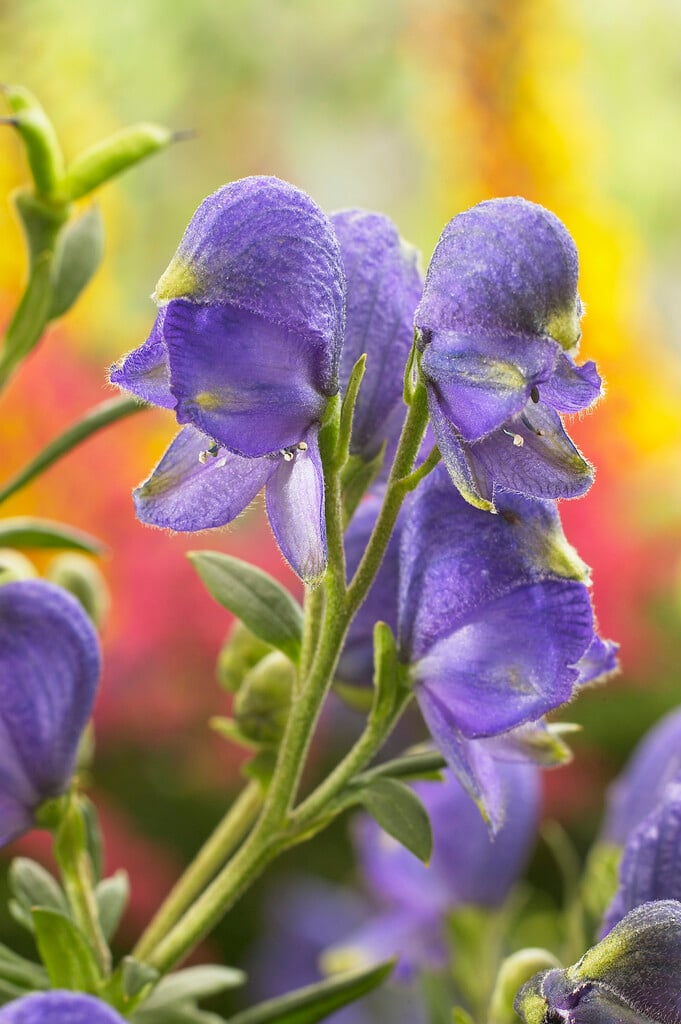 monk's hood 'Blue Lagoon'