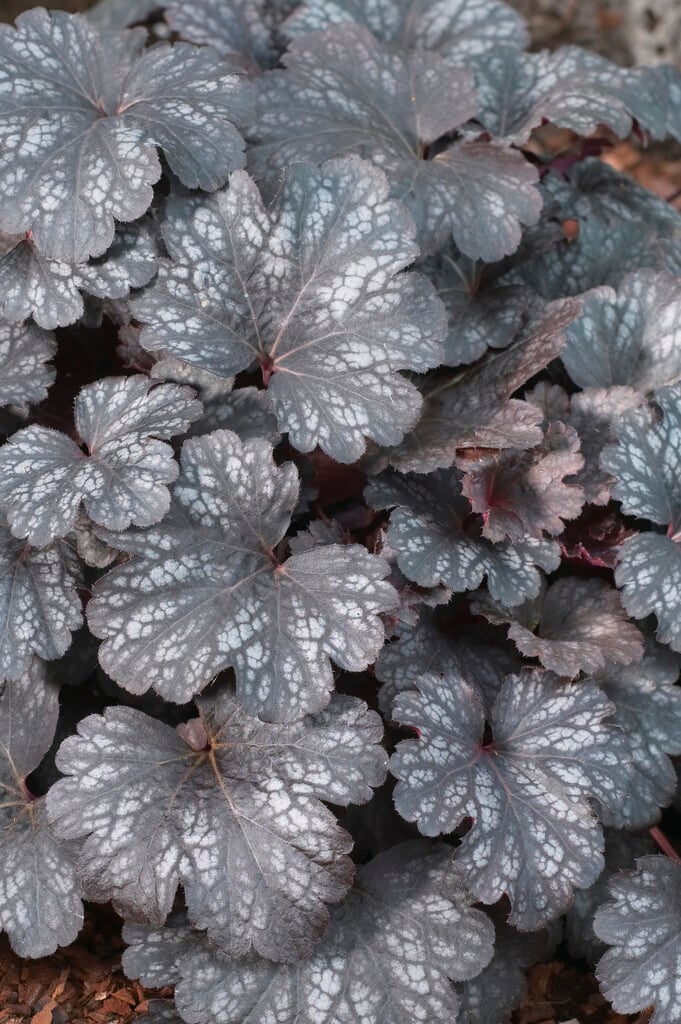 alum root 'Midnight Burgundy'