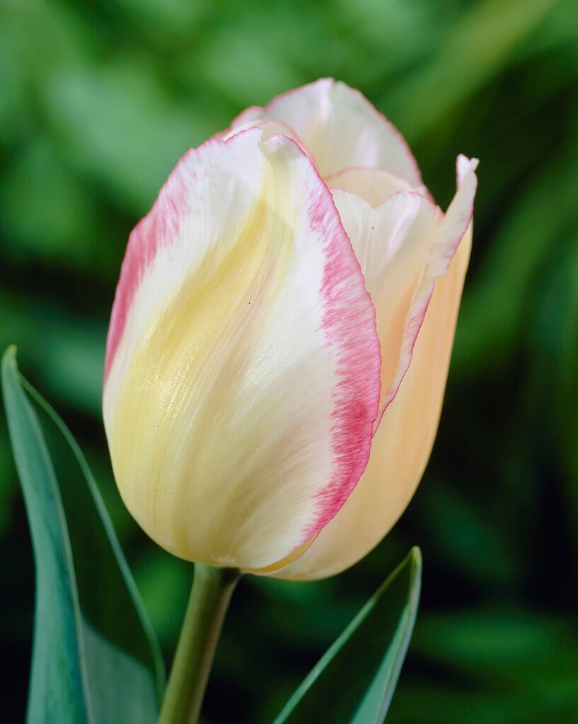 tulip 'Blushing Girl'