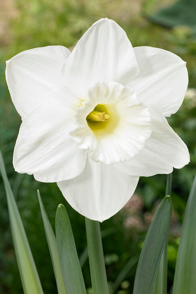 daffodil 'Oregon Snow'