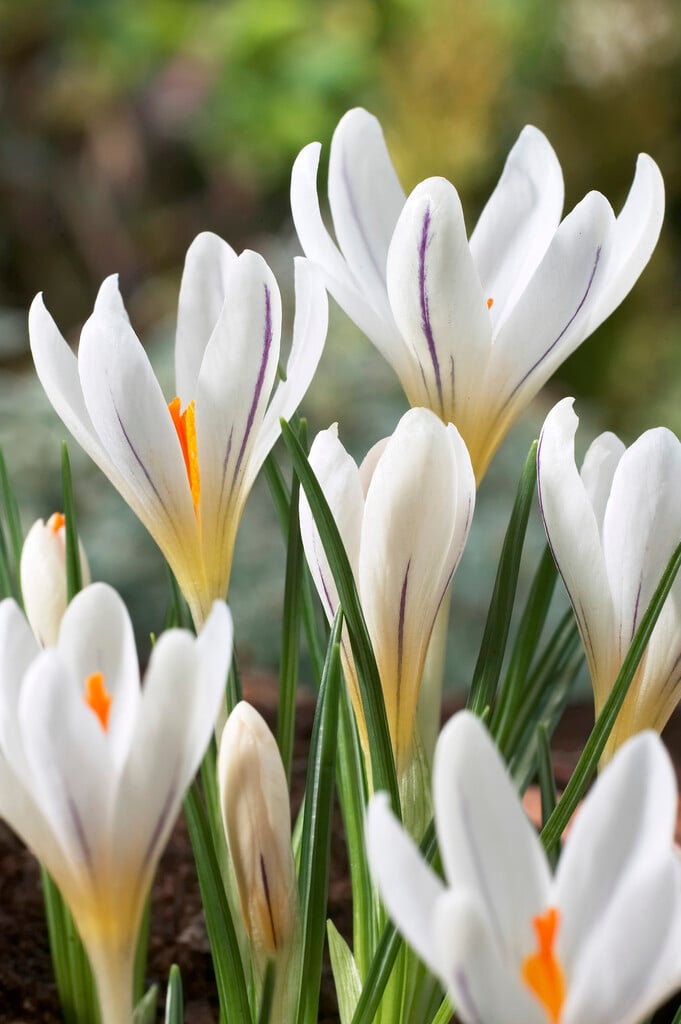 <em>Crocus</em> <em>versicolor</em> 'Picturatus'