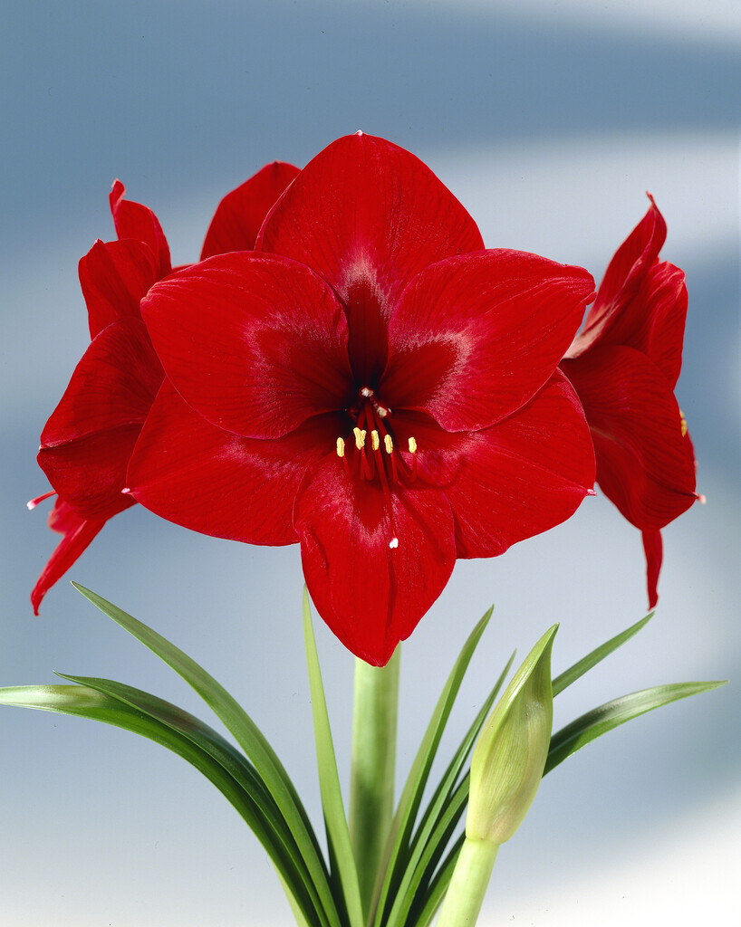 amaryllis 'Royal Velvet'