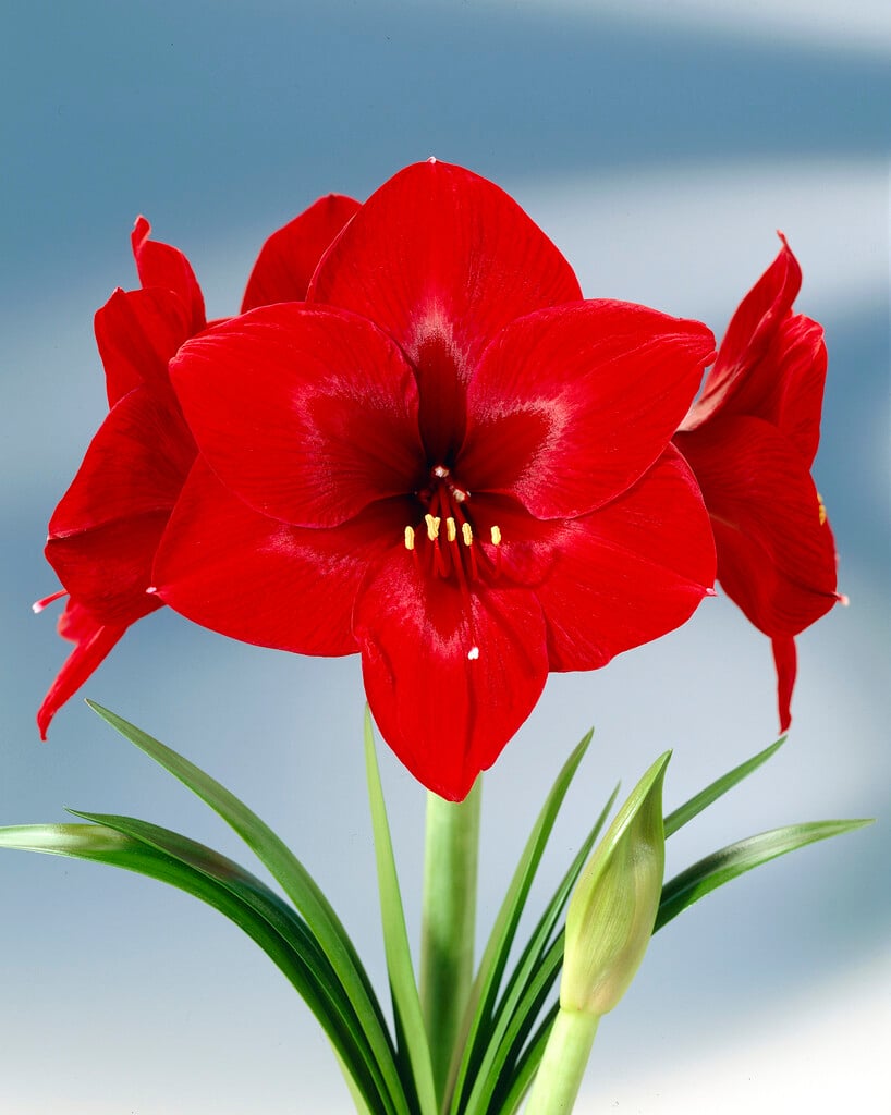 amaryllis 'Royal Velvet'