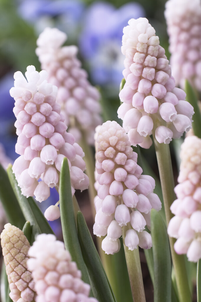 grape hyacinth 'Pink Sunrise'