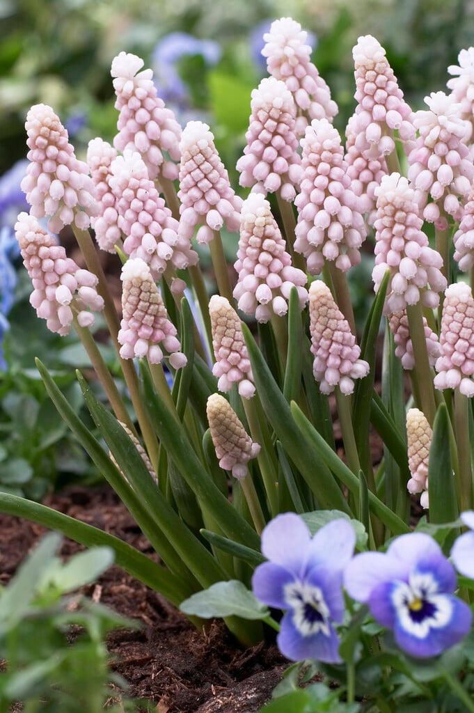 grape hyacinth 'Pink Sunrise'