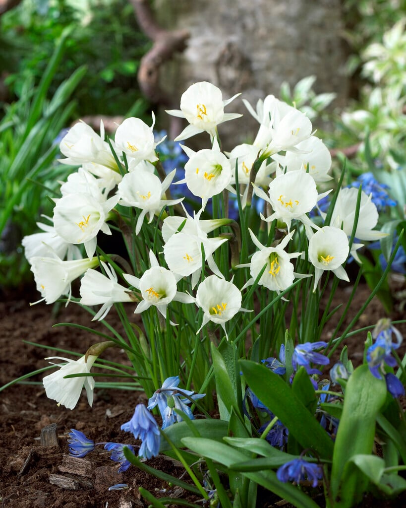 white hoop petticoat daffodil