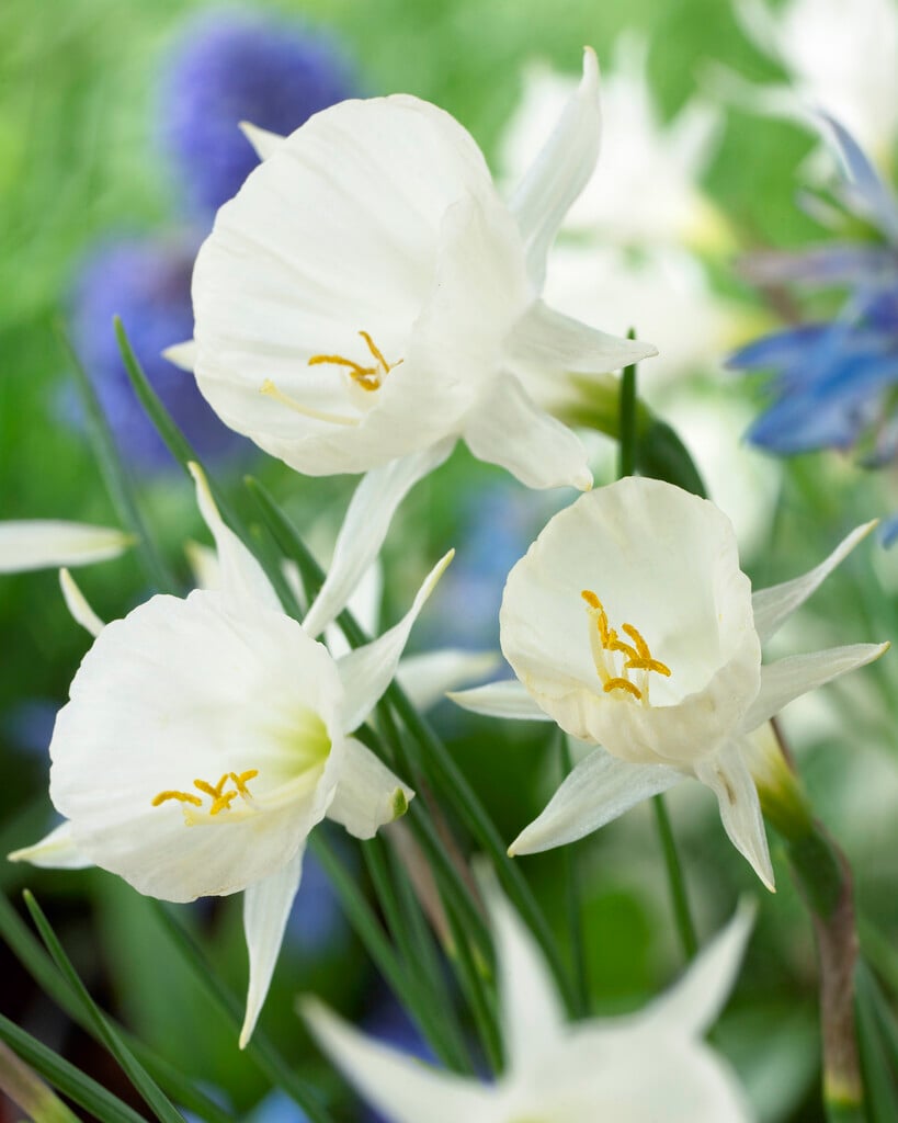 white hoop petticoat daffodil