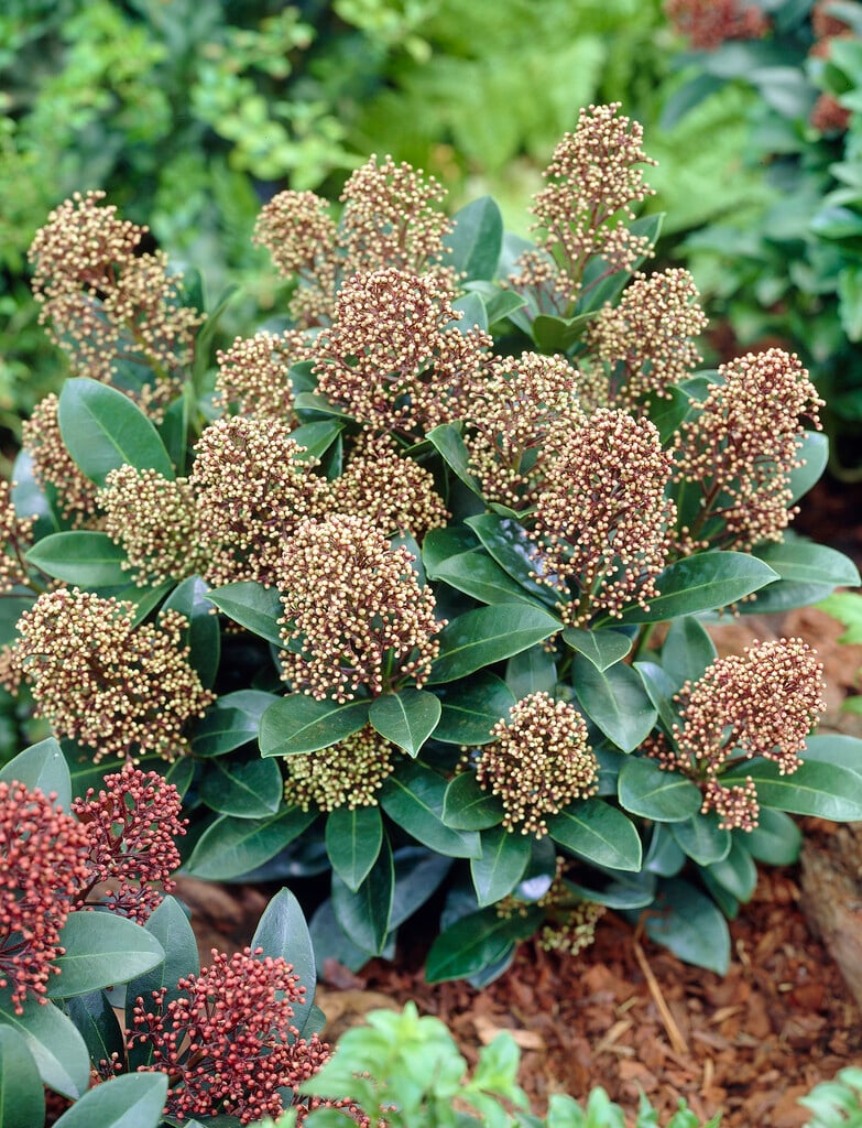 Japanese skimmia 'Bonfire'