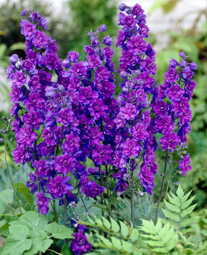 <i>Delphinium</i> 'Purple Ruffles'