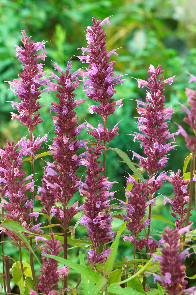 <em>Agastache</em> 'Linda'