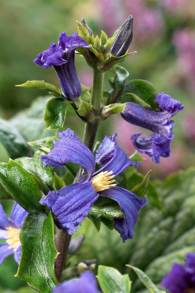 clematis 'China Purple'
