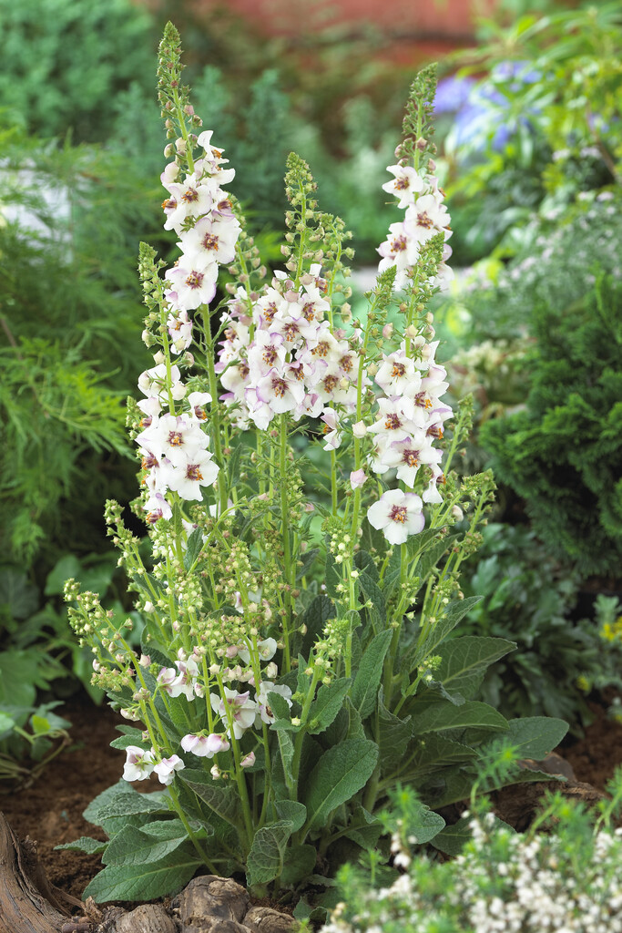 mullein 'Jackie in Spots'
