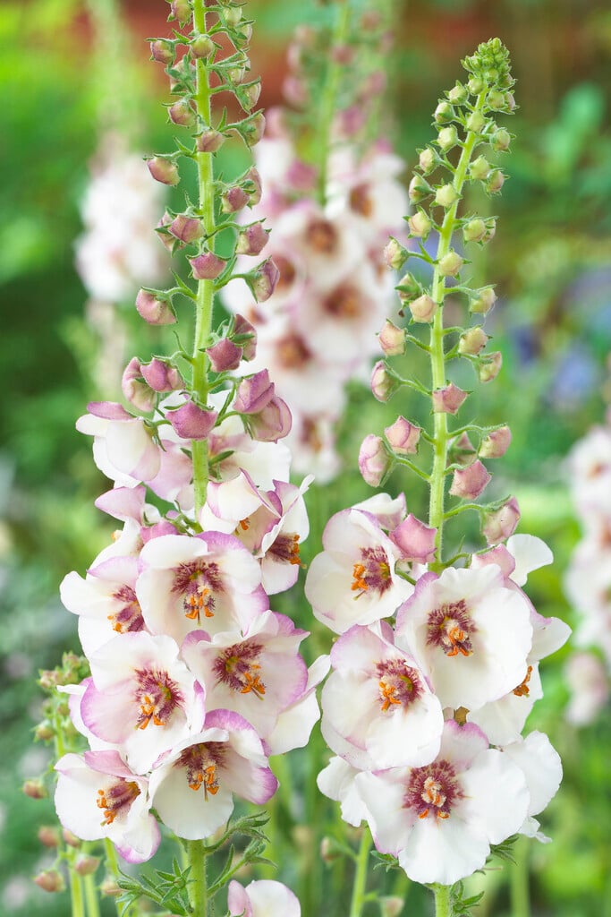 mullein 'Jackie in Spots'