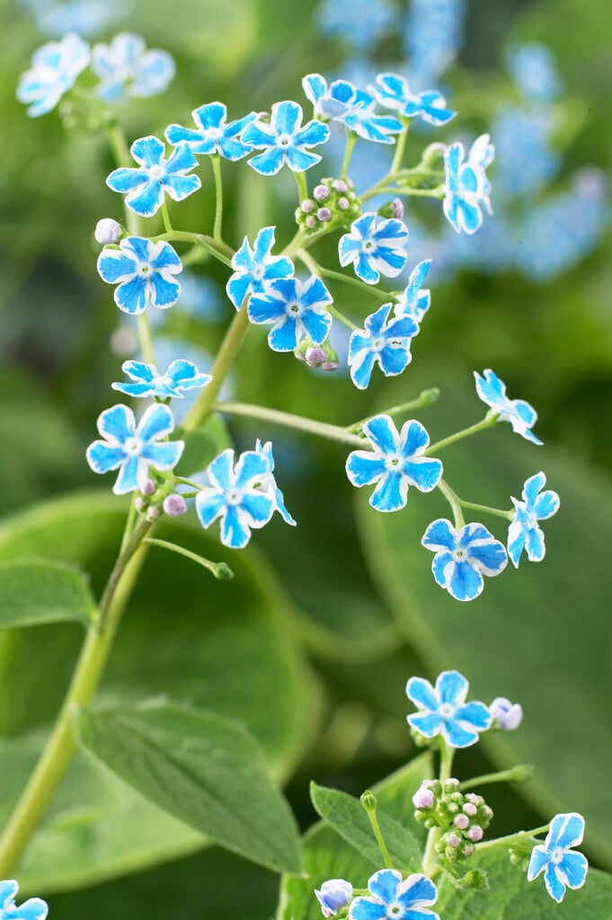 Brunnera macrophylla 'Henry's Eyes'|Siberian bugloss 'Henry's Eyes