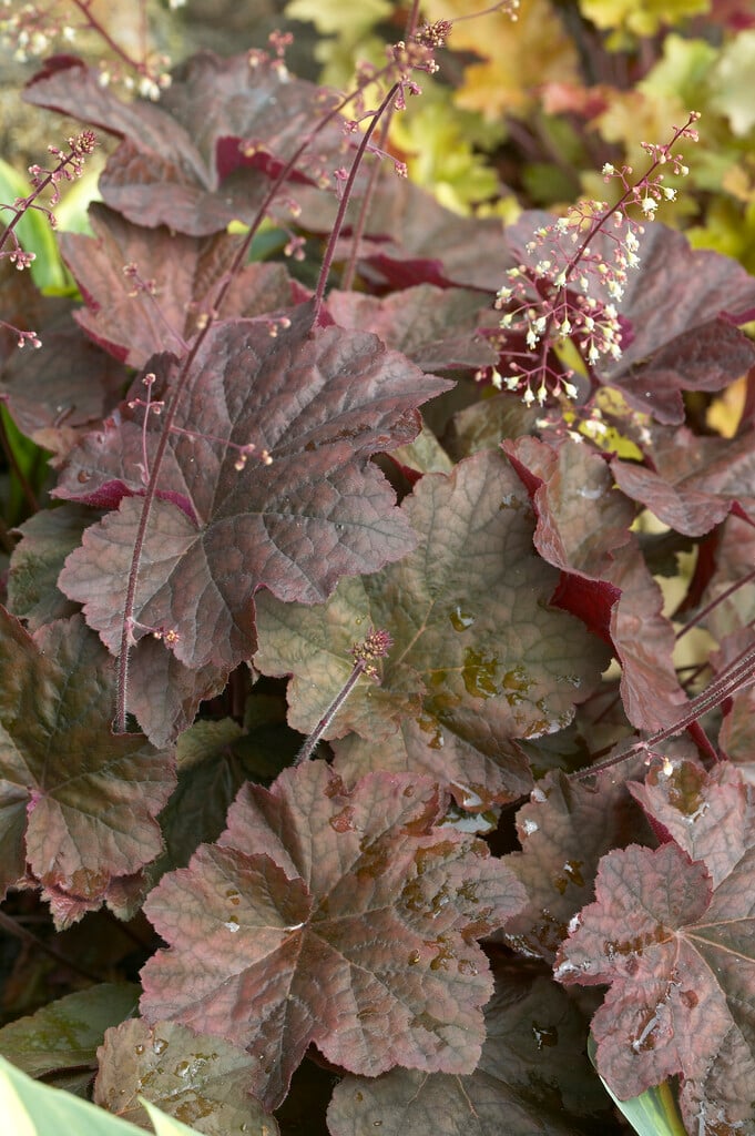alum root 'Mocha'