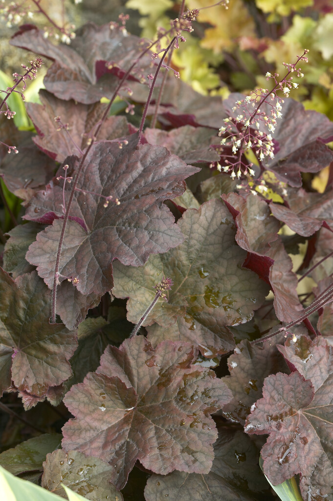 alum root 'Mocha'