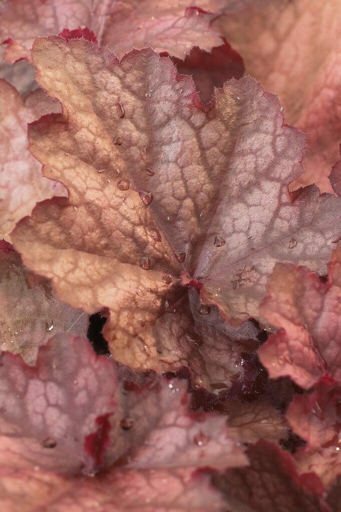 alum root 'Beaujolais'