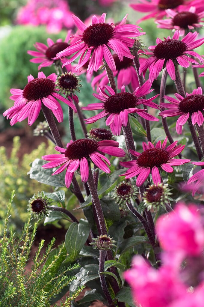 coneflower 'After Midnight'