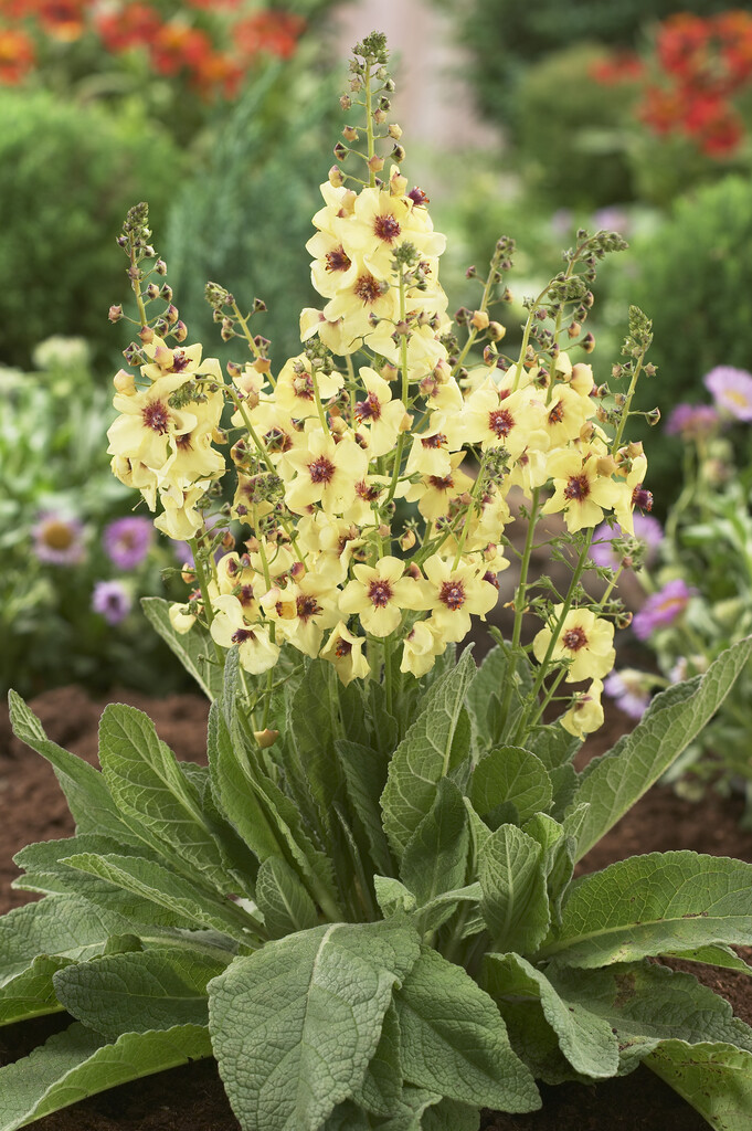 <i>Verbascum</i> 'Jackie in Yellow'