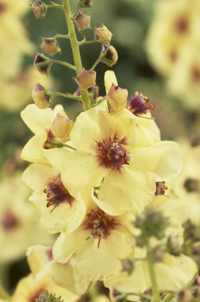 <i>Verbascum</i> 'Jackie in Yellow'