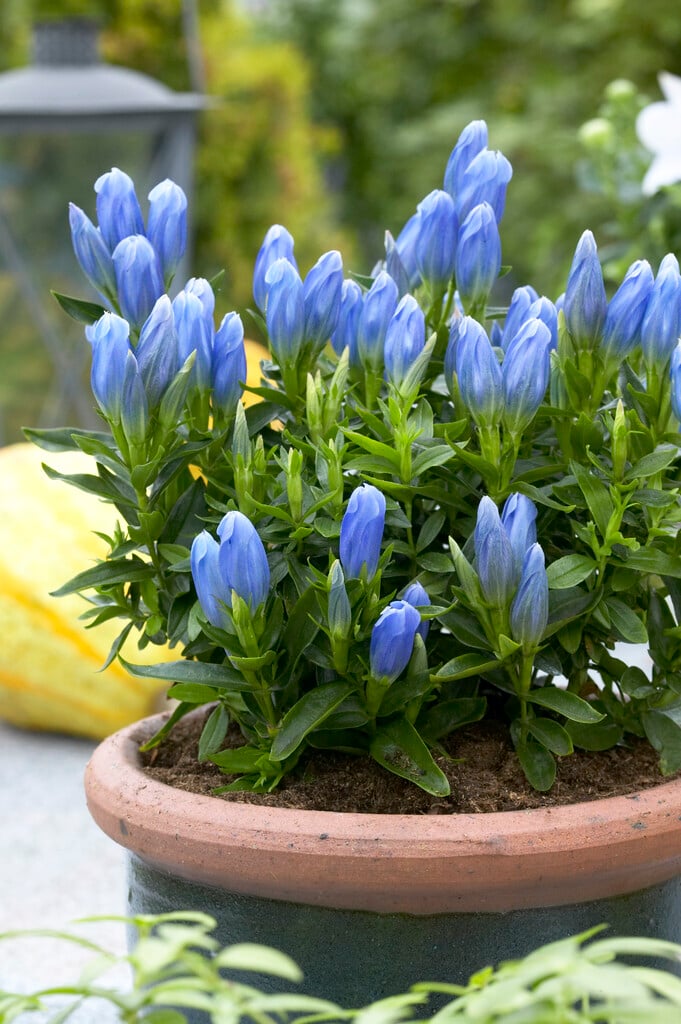 gentian 'Blue Magic'