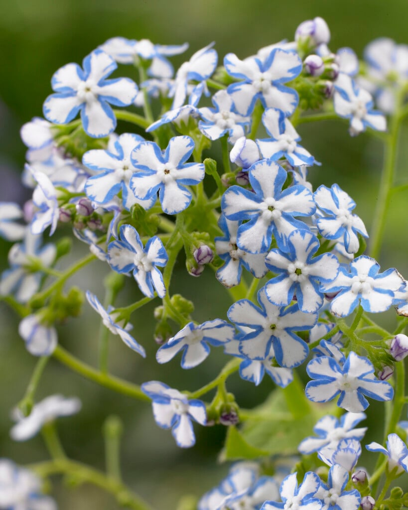 Brunnera macrophylla 'Starry Eyes'|Siberian bugloss 'Starry Eyes
