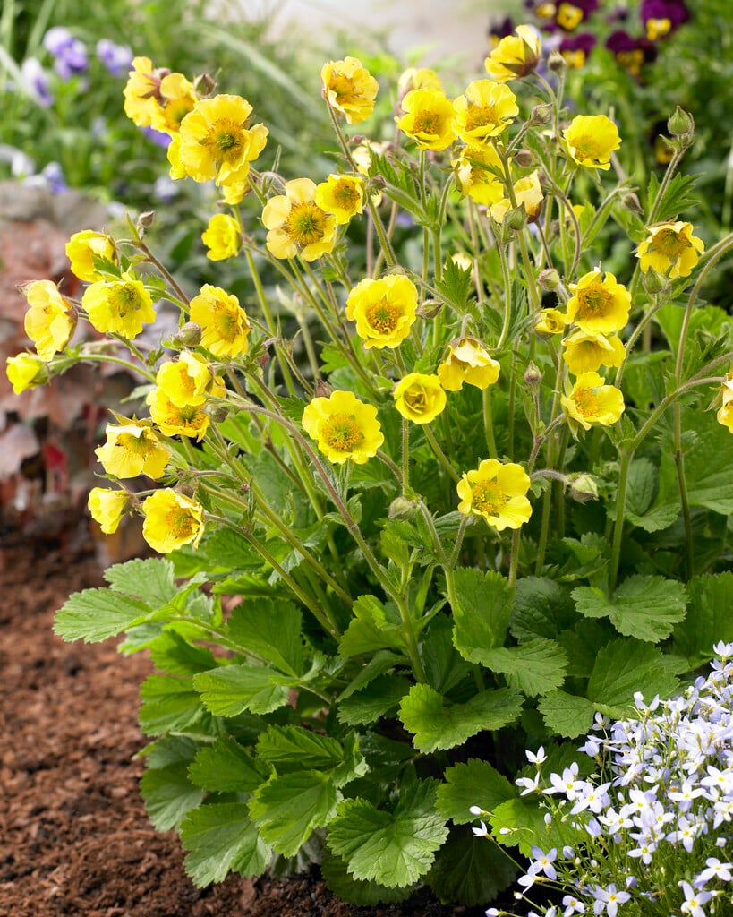 Geum &Lisanne& | avens &Lisanne& Herbaceous Perennial/RHS Gardening