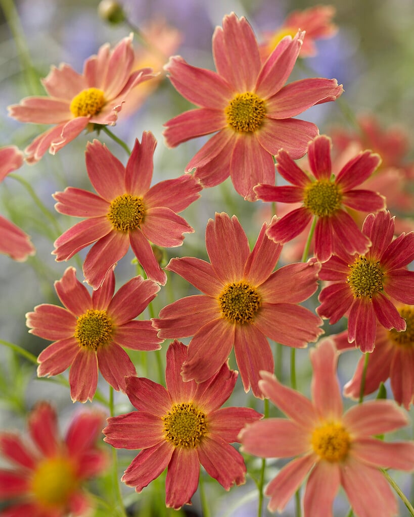 tickseed 'Sienna Sunset'